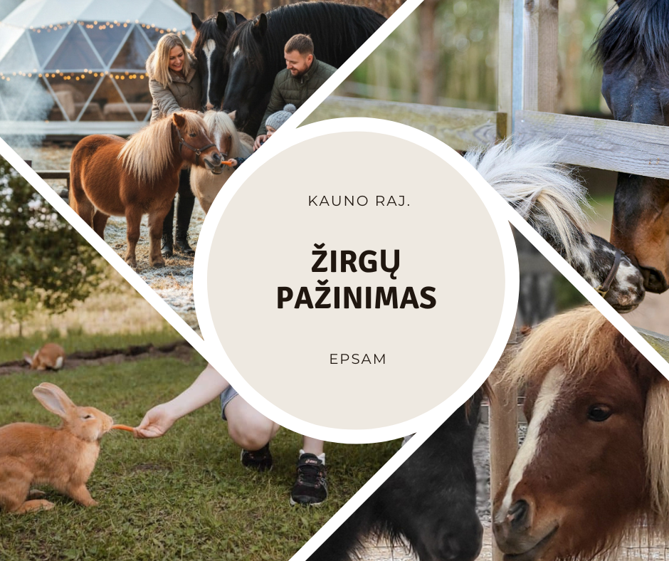 Kauno raj. - žirgų pažinimas